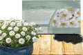 Outsidepride White Moss Rose Seeds - 250 Pcs Annual, Drought & Heat Tolerant, Pollinator Friendly Ground Cover Seeds for Planting w/Vibrant Blooms & Succulent Foliage, Ideal for Xeriscaping