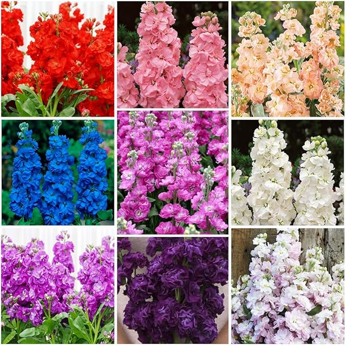 290+ Mix Matthiola Stock Flower Seed for Planting Outdoor-Mixed Matthiola Incana Flower Plant for Garden Home Non-GMO