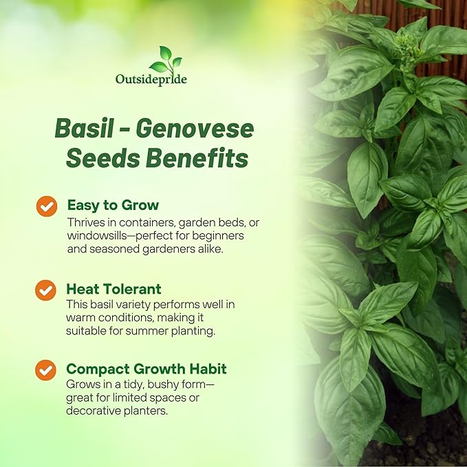 Outsidepride Genovese Sweet Basil Seeds for Planting - 1/8 lb. Easy to Grow Annual Herb Garden Seeds with Aromatic & Flavorful Foliage for Containers, Companion Planting, Indoors & Outdoors