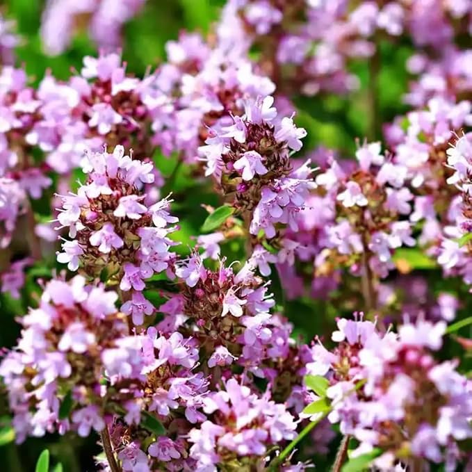1500+ Creeping Thyme Flowers Seeds Herb Seed Thymus Serpyllum Ground Cover Plant
