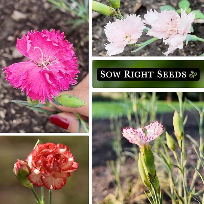 Sow Right Seeds - Chabaud Mix Carnation Seeds for Planting - Non-GMO Heirloom Dianthus Variety Ideal for Outdoor Gardens - Grow Large Carnation Plants - Easy to Sow and Bloom Beautiful Flowers (4)