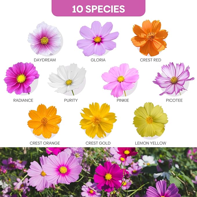 10 Varieties Cosmos Seeds,1 Ounce Over 5000+ Crazy Blend Cosmos Wildflower Seeds -Sensation Mix, Candystripe, Gloria and Sulphur, Non-GMO | Heirloom | Open Pollinated