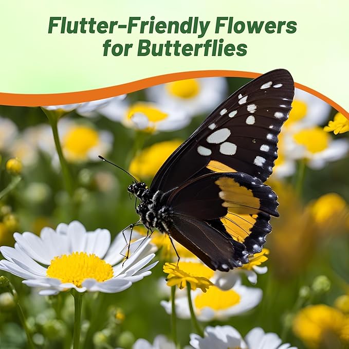 Outsidepride Creeping Daisy Chrysanthemum Seeds - 10,000 Pcs. Annual, Drought Tolerant Flower Seeds for Planting in Pollinator Gardens, Cut Flowers & Low Maintenance Landscaping