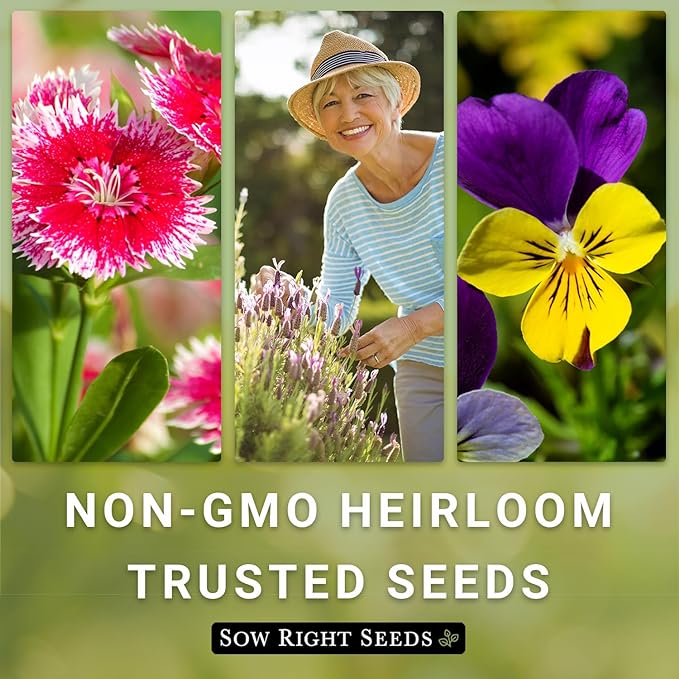 Sow Right Seeds - California Poppy Seeds for Planting - Non-GMO Heirloom Seed Packet with Instructions to Grow a Beautiful Flower Garden - Papery Orange Blooms for Outdoors - Self Sowing Perennial (3)