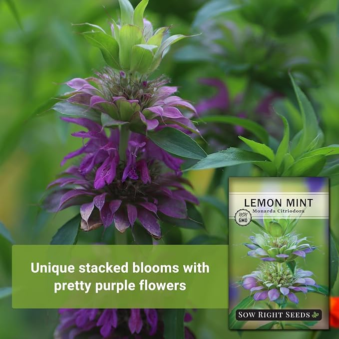 Sow Right Seeds - Lemon Mint Seed for Planting - Non-GMO Heirloom with Packet with Instructions to Plant and Grow an Herbal Tea Garden - Indoors or Outdoor - Monarda to Attract Pollinators (1)