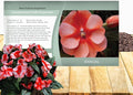 Outsidepride New Guinea Orange Sweet Impatiens Seeds - 50pcs High-Density, Annual Flower Seeds for Planting Outdoors for Large Packs, Patio Containers, Hanging Baskets & Small Pots (AAS Winner)