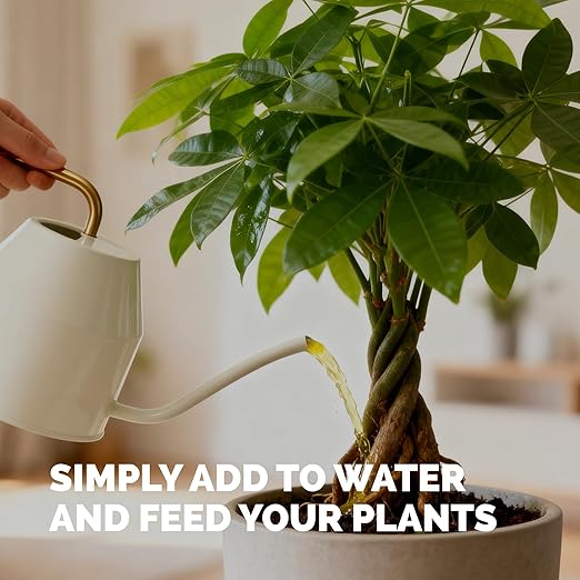 Money Tree Fertilizer for Money Trees and All Pachira Plants, Liquid Plant Food, 32 oz (1 Quart)