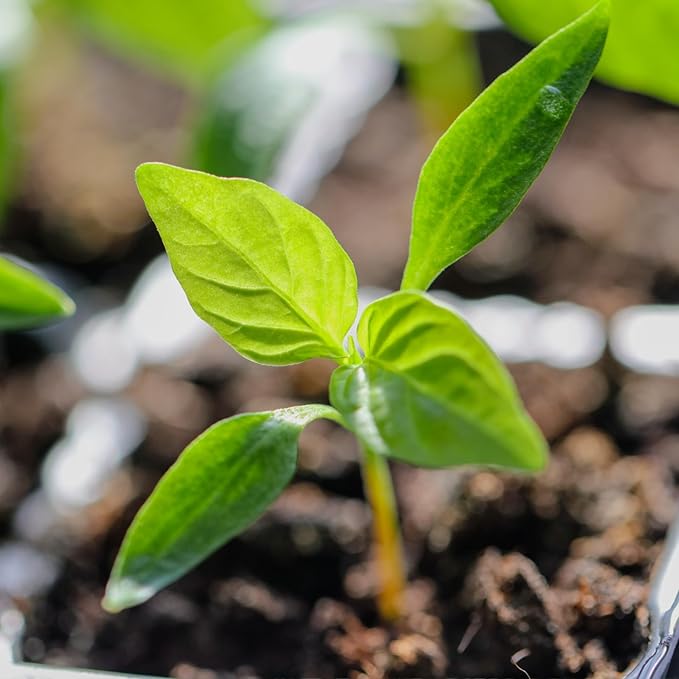 Seed Needs Rainbow Bell Pepper Seeds for Planting - Non-GMO, Heirloom & Untreated - Organically Grow a Home Grown Garden Outdoors for Healthy Vegetables (2 Packs)