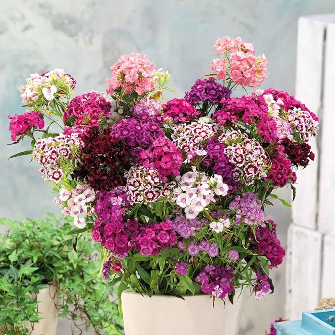 5000+ Sweet William Seeds Perennial for Planting-Dianthus Seeds Sweetness Flower Non-GMO Heirloom for Outdoor Garden Hardy to USDA Zones 3-9