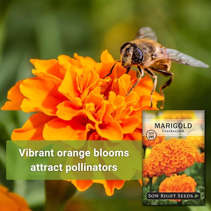 Sow Right Seeds Crackerjack African Marigold Seeds for Planting - Non-GMO Heirloom Seed Packet with Instructions - Companion Plant - Orange & Yellow Blooms Attract Pollinators, Deter Mosquitoes (3)