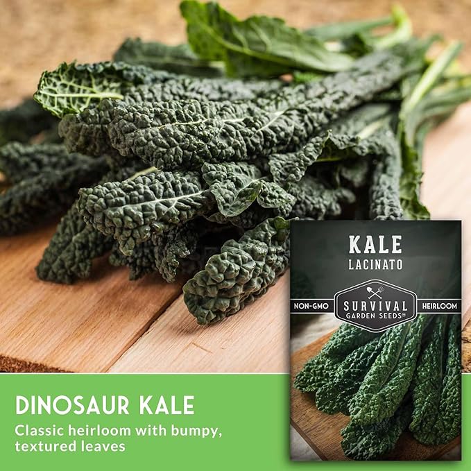 Lacinato Kale Seeds for Planting Outdoors or Indoors – Heirloom Dinosaur Tuscan Kale Variety – Cold Hardy Green for Fall & Spring Vegetable Gardens - Survival Garden Seeds (3 Packs)