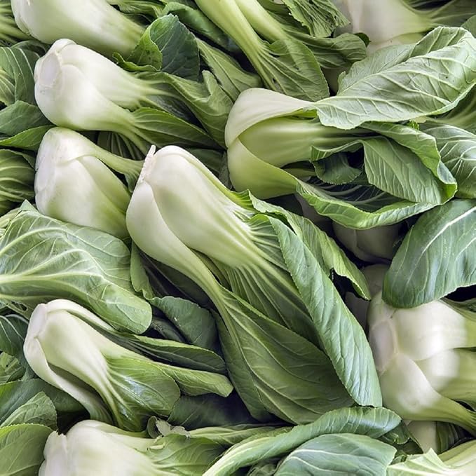 Bok Choy Cabbage Seeds for Planting – Plant & Grow Heirloom Bok Choy Cabbage in Home Outdoor Vegetable Garden, Brassica rapa subsp. chinensis– 3 Packets