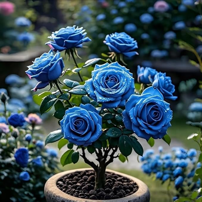 Perennial Rose Seeds Mix 110PCS – Colorful Blooming Perennial – Ideal for Patio, Balcony & Floral Gifts
