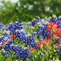 Texas Lupine Bluebonnet Wildflower Seeds, 1000 Count for Garden Planting, Non-GMO Heirloom