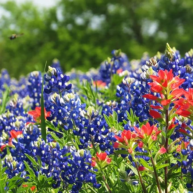 Texas Lupine Bluebonnet Wildflower Seeds, 1000 Count for Garden Planting, Non-GMO Heirloom