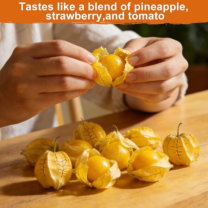 3000+ Ground Cherry Seeds for Planting, Heirloom Fruit Seeds for Outdoor Vegetable Garden, Open-Pollinated, Sweet Pineapple Ground Husk Cherry Tomatoes - Physalis pruinosa