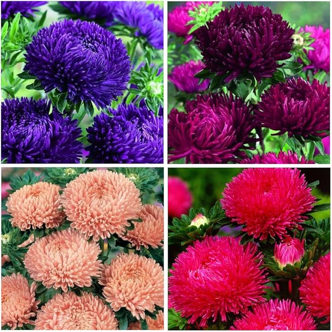 1000+ Perennial Mix Aster Flower Seeds for Planting Outdoors-Attracts Bees&Butterflies Fragrant Butterfly﻿