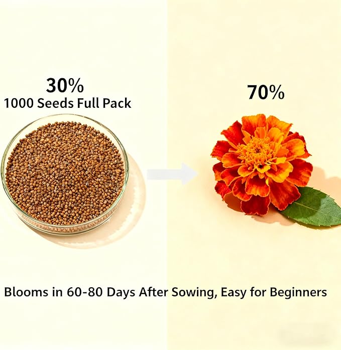 1000+ Marigold Seeds for Planting, Mixed Color Marigold Seeds Heirloom Garden Flower, Flower to Plant Open Pollinated Annual Flowers for Vibrant Annual Blooms Pots Outdoor Garden