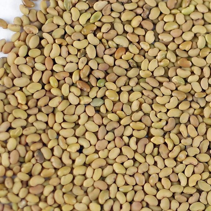Handy Pantry Organic Alfalfa Seeds for Sprouting 1 lb – Microgreens and Sprout Seeds