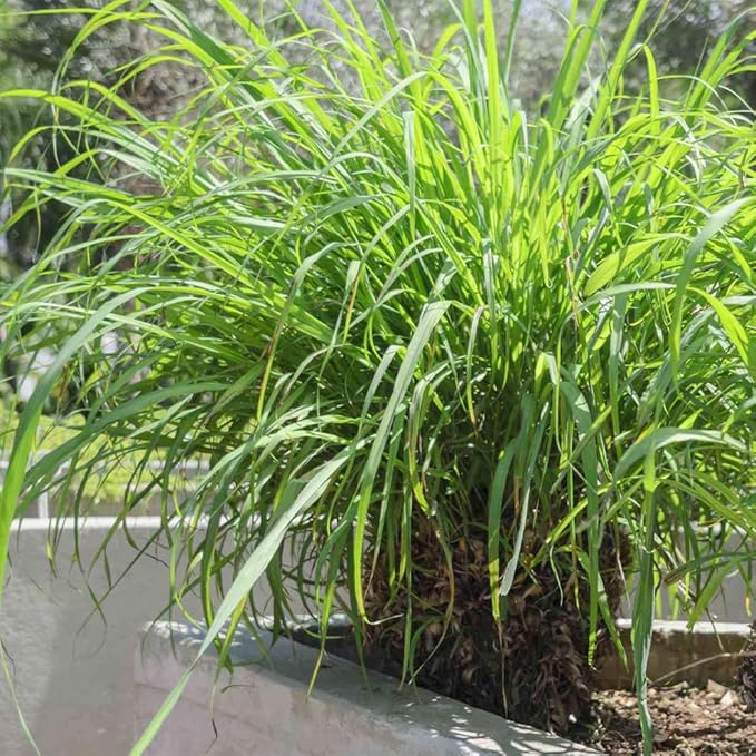 Lemon Grass Seeds 100 Seeds Cochin Malabar Grass Non-GMO Heirloom Culinary Herb for Planting Garden Outdoor Easy to Grow