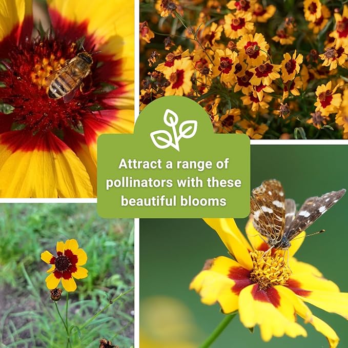 Sow Right Seeds - Plains Coreopsis Seeds - Non-GMO Heirloom Annual Variety - Pollinator Friendly, Drought Tolerant Flowers - Easy to Grow Tickseed - Ideal for Gardens, Borders, Wildflower Areas (1)