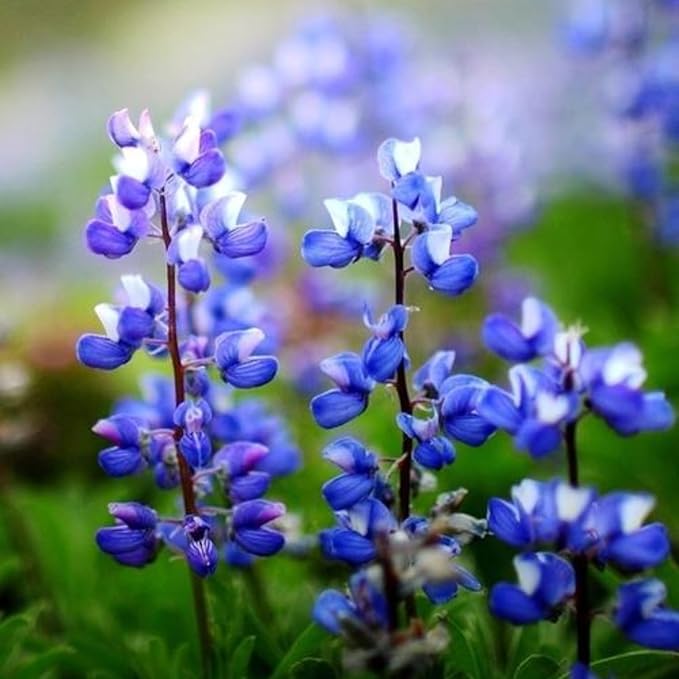 Texas Lupine Bluebonnet Wildflower Seeds, 1000 Count for Garden Planting, Non-GMO Heirloom
