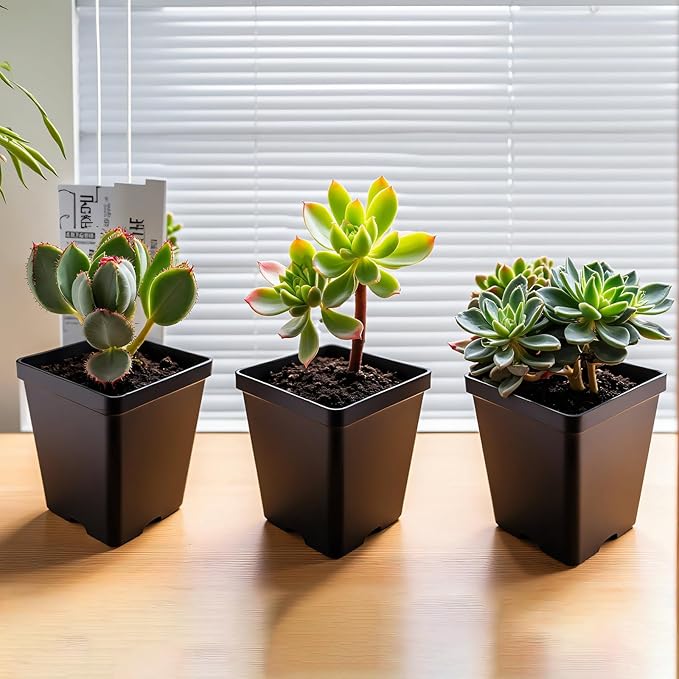 Square Nursery Pots 60Pcs 3" Deep Succulent Plastic Pots Small Flower Planter Seeds Starter Germination Pots for Plants, Succulent, Flower