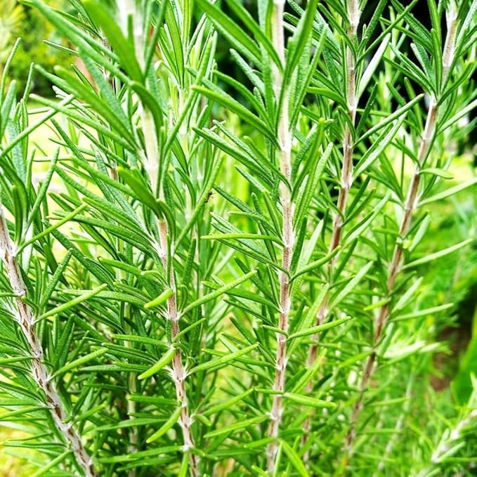 Rosemary Seeds for Ground Cover and Herb Garden, 1000+ Non-GMO Heirloom Seeds, Fragrant Evergreen Culinary Herb