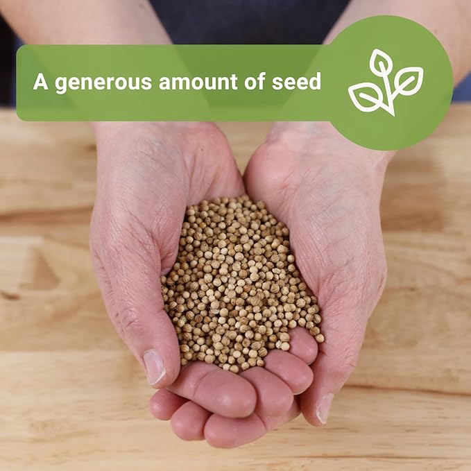 Sow Right Seeds - Bulk Cilantro Seeds for Planting - 1 Ounce, 2000 Seeds - Non-GMO Heirloom Jumbo Pack with Instructions to Grow an Herb Garden - Great for Cooking - Make Loads of Coriander Seasoning