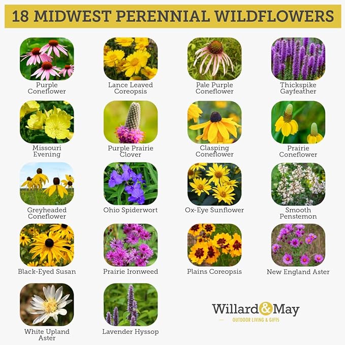 Willard & May Midwest All Perennial Wildflower Seed Mix, 125,000+ Bulk Flower Seeds, 18 Varieties, Pollinator Friendly, Full Sun, Easy Direct Sow, Bulk Flower Seeds Plant in Spring or Fall (1/4 Pound)