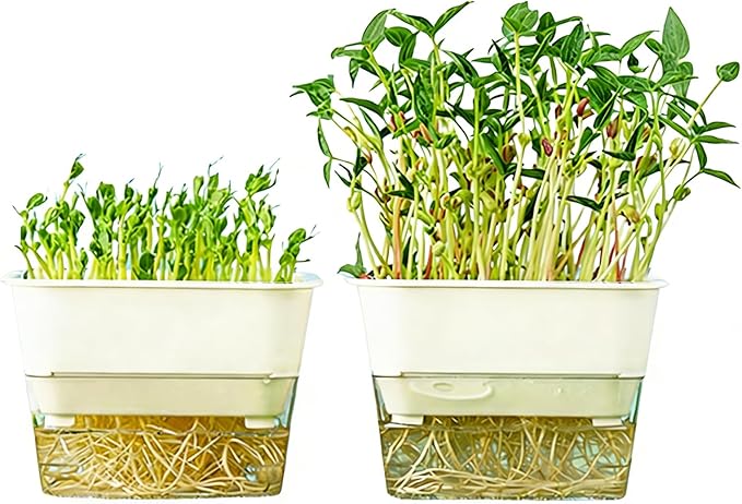 QISHENG - 4 Pack Microgreens Grow Kit,Soil-Free Cultivation Germination Tray,BPA-Free Indoor Sprouting Kit for Growing Bean Sprouts/Organic Seeds/Broccoli/Alfalfa/Radish/Clover (Beige)