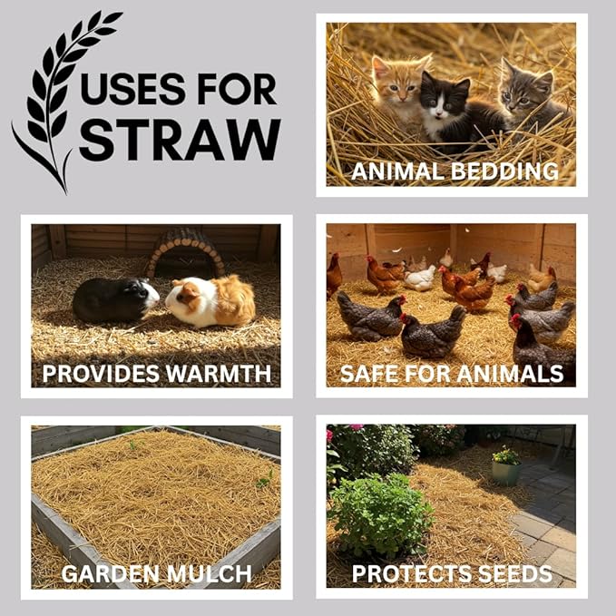 Premium Wheat Straw Growing Substrate – Clean, Dried & Chopped – Ideal for Mushroom Cultivation, Garden Mulch, Worm Bedding & Composting (2 Pounds)