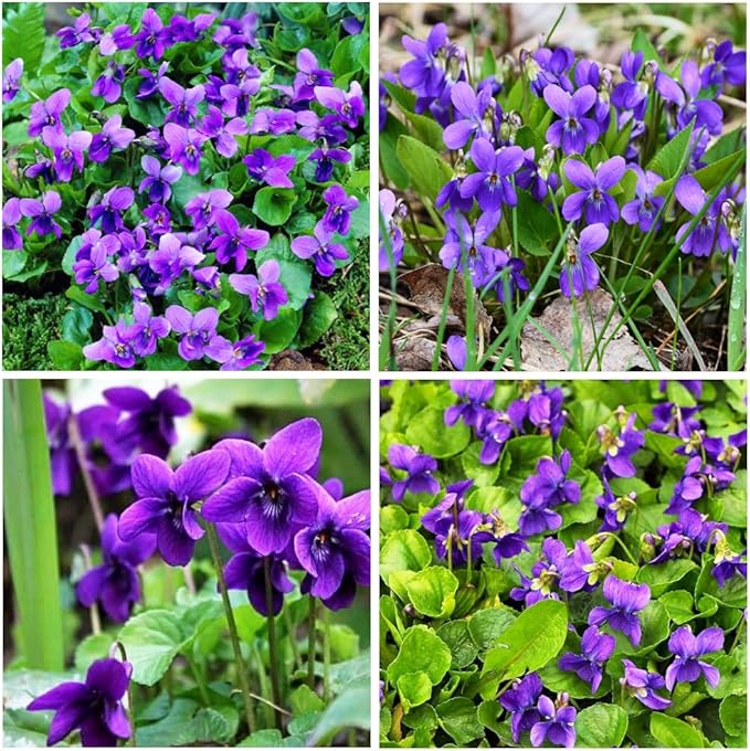 300+ Perennial Sweet Violet Flower Seeds for Planting Outdoors Non-GMO Heirloom
