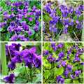 300+ Perennial Sweet Violet Flower Seeds for Planting Outdoors Non-GMO Heirloom