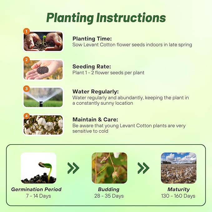 Outsidepride Levant Cotton Seeds - 200 Pcs. Perennial, Easy to Grow & Pollinator Friendly, Flower Seeds for Planting Showy, Vibrant Mixed Blooms with Cotton Pods for Shrub Gardens & Versatile Uses