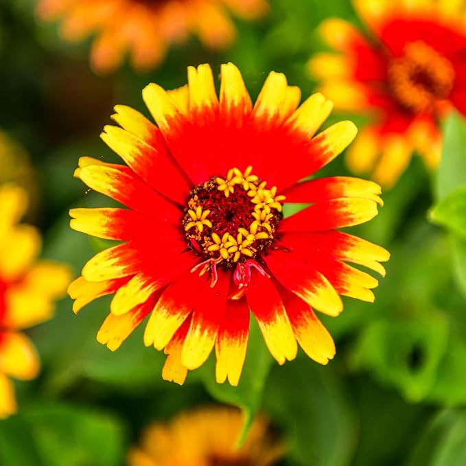 Eden Brothers Zinnia Seeds - Sombrero, Non-GMO Seeds for Planting, Packet | Low-Maintenance Flower Seeds, Plant During Spring, Zones 3, 4, 5, 6, 7, 8, 9, 10