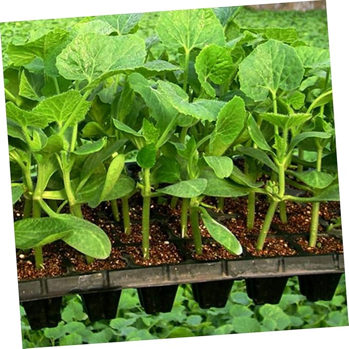 10pcs 50 50 Hole Tray Plug Tray Indoor Grow Plant Germination Kit Rapid Rooter Starter Plugs Starter Tray Nursery Trays 1020 Trays Startup Disk Plastic Succulents