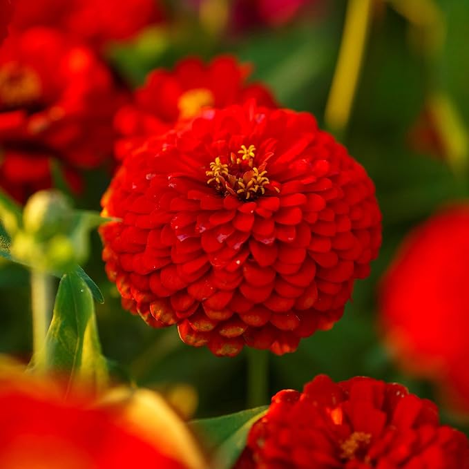 Eden Brothers Zinnia Seeds - Scarlet Flame, Non-GMO Seeds for Planting, 1/4 lb | Low-Maintenance Flower Seeds, Plant During Spring, Zones 3, 4, 5, 6, 7, 8, 9, 10