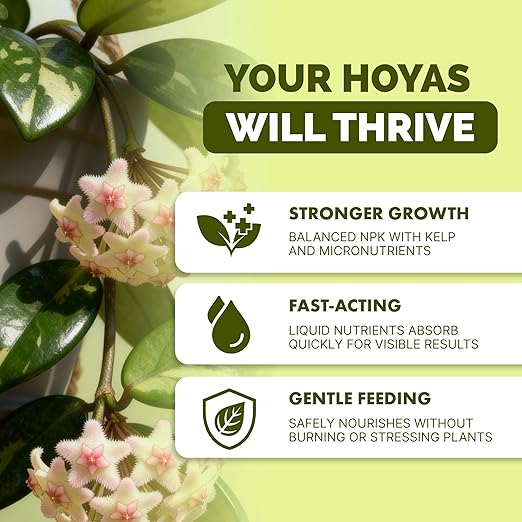 Hoya Fertilizer – Liquid Plant Food for Hoya, Supports Thick Leaves & Steady Growth, 32 oz