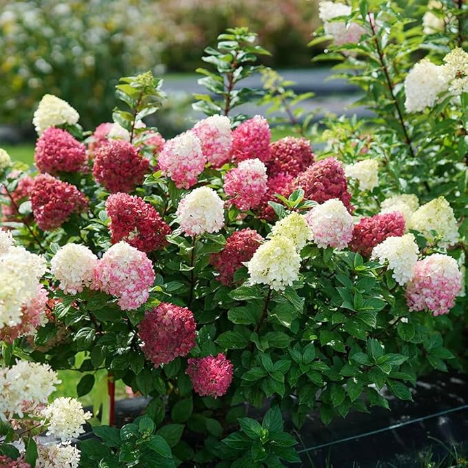 55+ Vanilla Strawberry Hydrangea Flower Seed for Planting Outdoor-Open Pollinated Fragrant Shade Garden Flowers