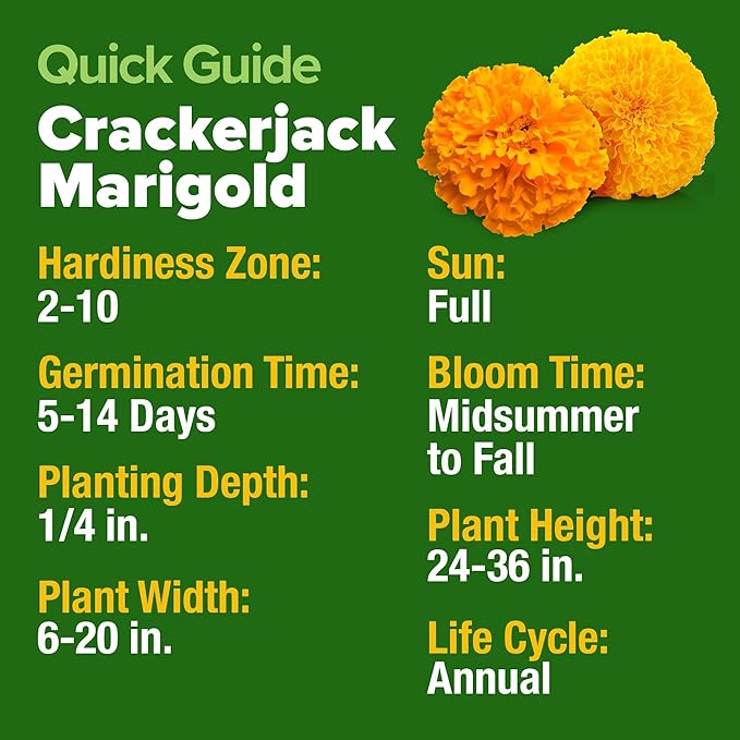 HOME GROWN Marigold Seeds Bulk Mix - 5600+ Crackerjack Marigold Flower Seeds for Planting Outdoors -Flowers Seed for Companion Planting -Wildflower African Marigold(Tagetes erecta)