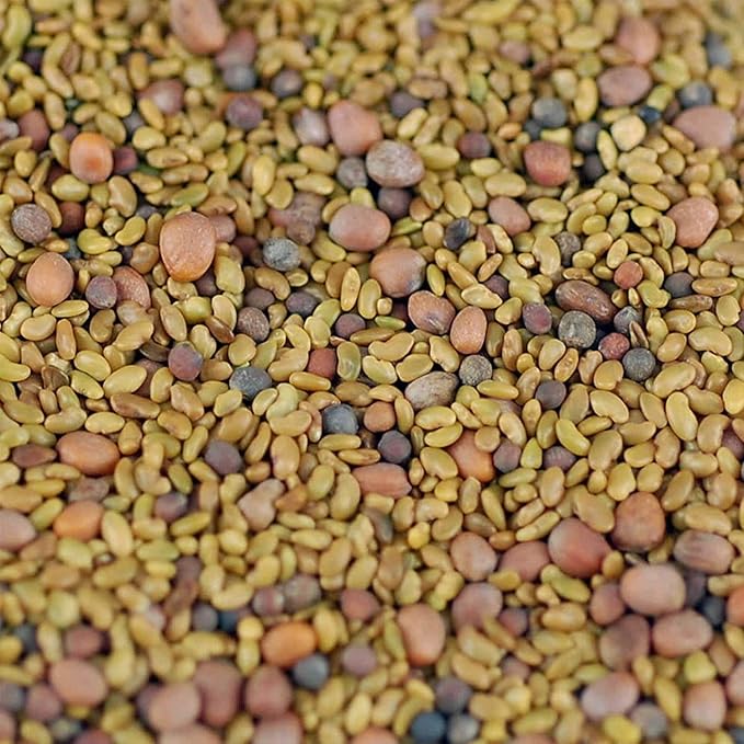 Handy Pantry Organic Salad Sprouting & Microgreens Mix – 8 Oz – Non-GMO, High-Germination Blend of Alfalfa, Broccoli, Lentil, Mung Bean & Radish Seed – Fresh, Crisp Sprouts & Nutritious Micro Green