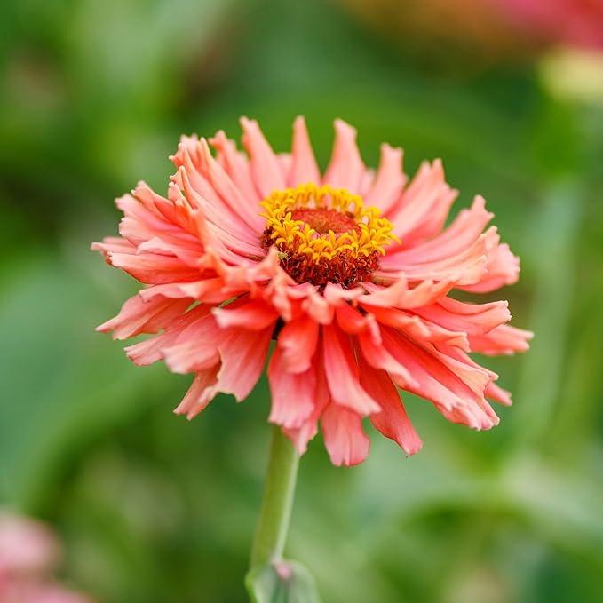 Eden Brothers Zinnia Seeds - Cactus Flowered, Non-GMO Seeds for Planting, 1 lb | Low-Maintenance Flower Seeds, Plant During Spring, Zones 3, 4, 5, 6, 7, 8, 9, 10