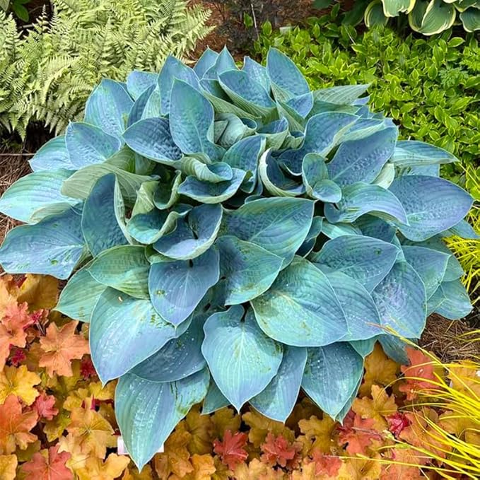 185+ Mixed Color Hosta Seeds for Planting Outdoors- Shade/Cold Tolerant Perennials, Dual Use for Ground Cover & Pots, Low Maintenance Flowers