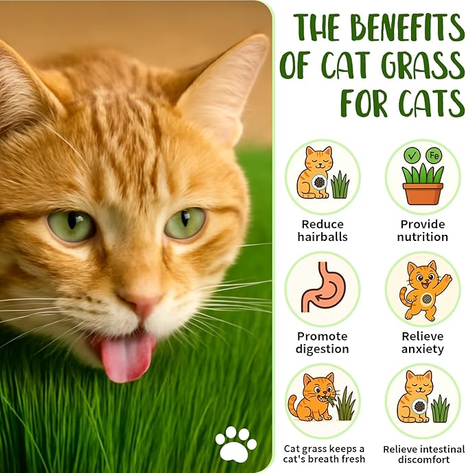 5Pack Cat Grass Seeds Kit - Cat Grass Seeds Growing Set for Indoor Cats, Non GMO Wheat Seed, Nutrient Soil & Planting Tools, Quick Germination, Perfect for Beginners