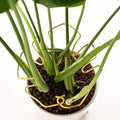 6PCS Monstera Plant Stem Support , Monstera Stabilizer Grapple Holder Unique Design for Turtle Shell Bamboo Clamp Set, Ideal Plant Support Stakes for Thriving Growth Indoor Climbing Plant (Gold)