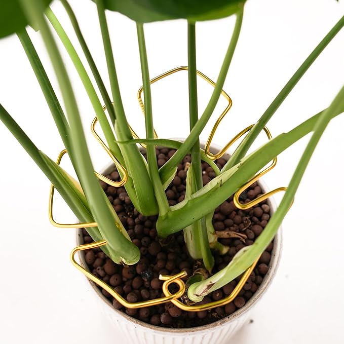 6PCS Monstera Plant Stem Support , Monstera Stabilizer Grapple Holder Unique Design for Turtle Shell Bamboo Clamp Set, Ideal Plant Support Stakes for Thriving Growth Indoor Climbing Plant (Gold)