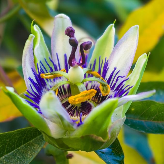Seed Needs, Royal Blue Passion Flower Seeds - 100 Heirloom Seeds for Planting Passiflora caerulea - Open Pollinated Tropical Vine Produces Exotic Blooms (2 Packs)