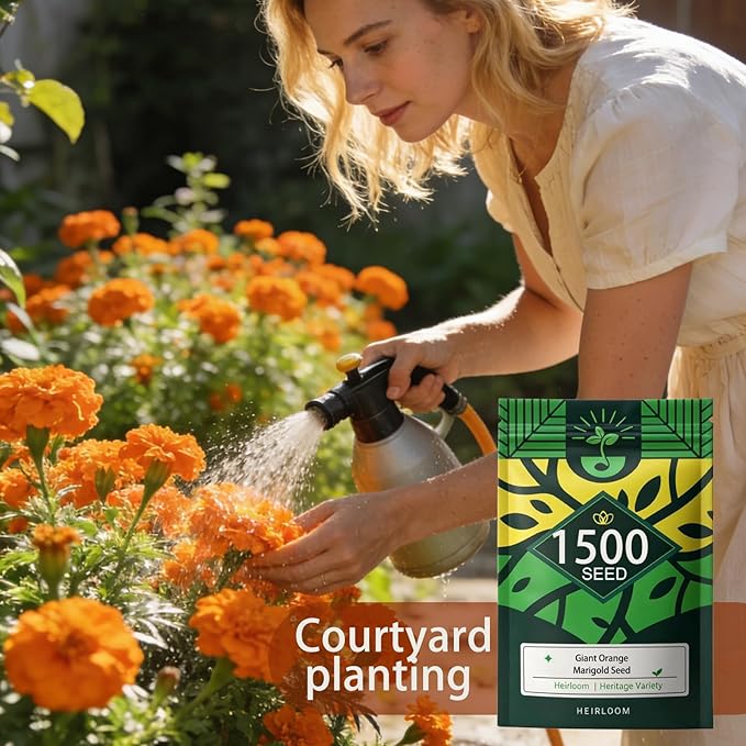 Orange Marigold Seeds for Planting, 1500 Flower Seeds, Pollinator-Friendly, Ideal for Balconies Window Boxes Garden Beds and Edging