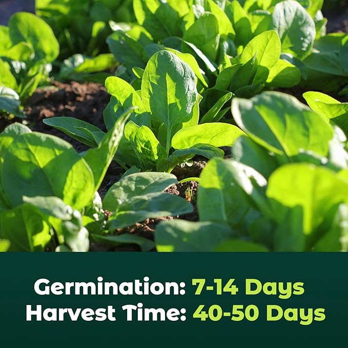 Bloomsdale Spinach Seeds for Planting, 500 Non-GMO Heirloom Seeds — Fast Growing Vegetable Seeds for Spring & Fall Gardens